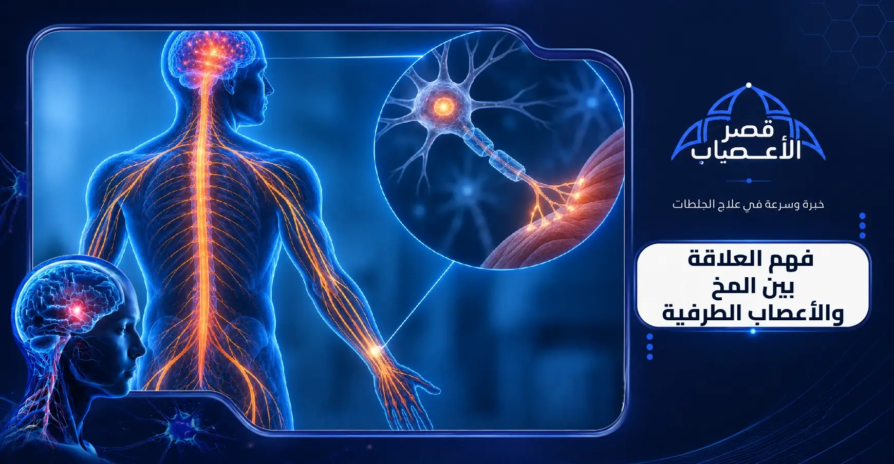 فهم العلاقة بين المخ والأعصاب الطرفية